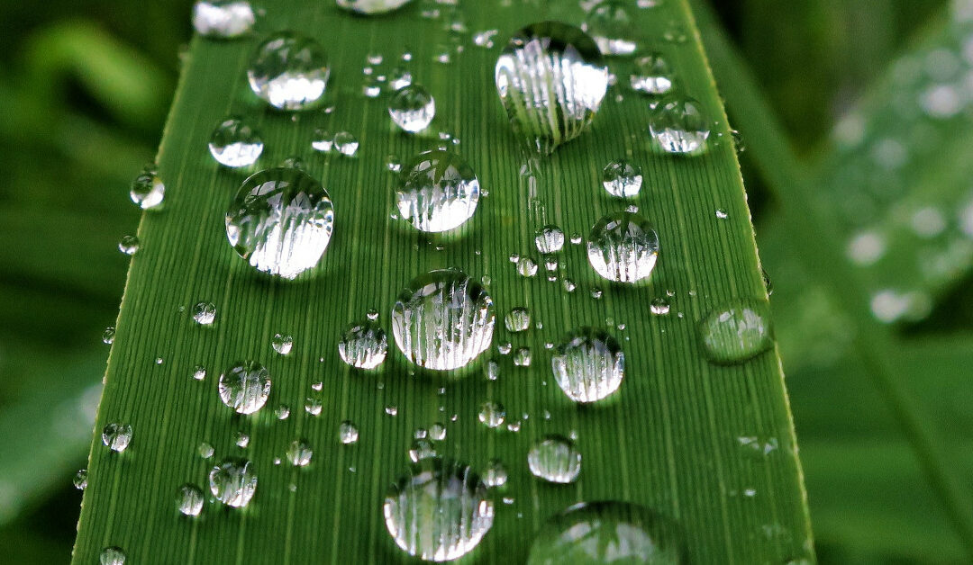 Raindrops bead on a broad, green leaf like tiny crystal balls of difference sizes